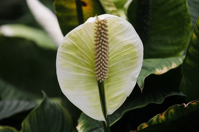 Skrzydłokwiat, fot. Pixabay.com
