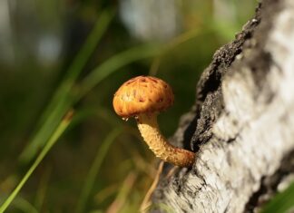 Ile kosztuje wymiana króćca?