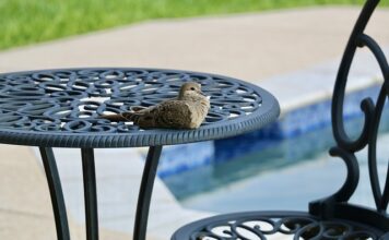 Ile może być woda w basenie?