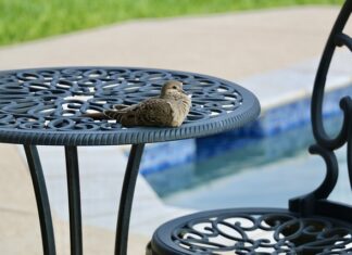 Jak często wymienia się wodę w basenie?