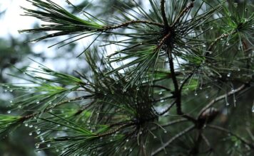 Jak zamknąć bagażnik bez akumulatora?