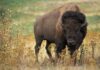 Czy bizony wyginęły?