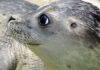 Jak stosować k Seal go?