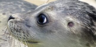 Jak stosować k Seal go?