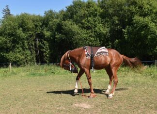Jak zamontować właz do piwnicy?