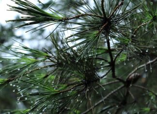 Jak otworzyć bagażnik skoda fabia 2? Jak otworzyć bagażnik skoda fabia 2?