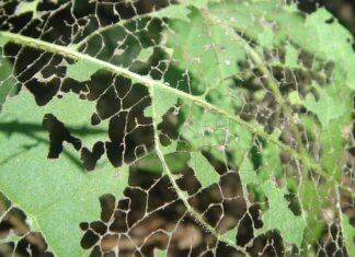 Jak sprawdzić nieszczelny intercooler?