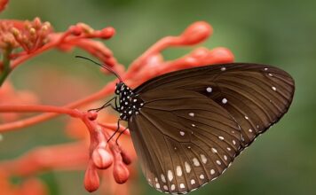 Ile kosztuje wymiana rdzenia chłodnicy?