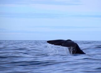 Jaką grubość folii do basenu?